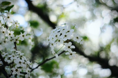 白色花瓣的选择性聚焦摄影